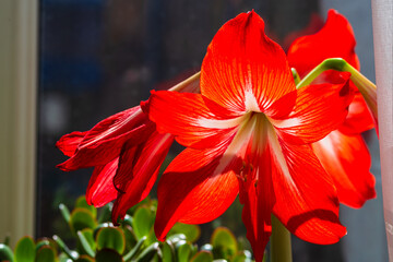 Fototapeta premium Red Amaryllis in bloom, lilium in bloom.
