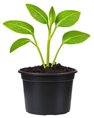 Vibrant Green Seedling in Black Pot on Transparent Background