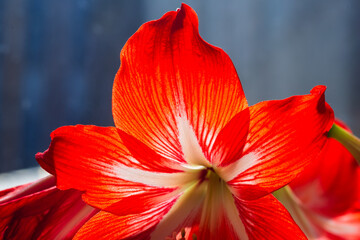 Fototapeta premium Red Amaryllis in bloom, lilium in bloom.