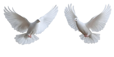 White doves in flight against a minimalist background showcasing their graceful wings and serene presence