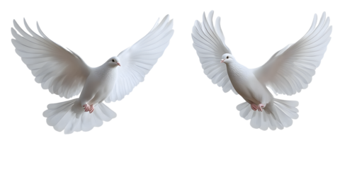 White doves in flight against a minimalist background showcasing their graceful wings and serene presence