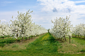 kwitnący sad wiśniowy wiosną © robert6666