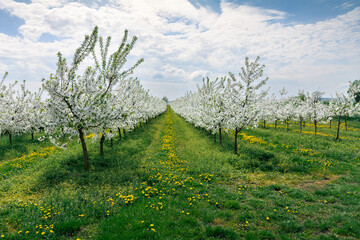 kwitnący sad wiśniowy wiosną © robert6666