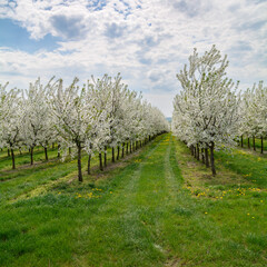 kwitnący sad wiśniowy wiosną © robert6666