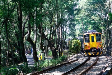 Naklejka premium Scenery of a local train traveling through a curve on Jiji Railway Line under an archway of old giant camphor trees with the morning sunlight shining through the lush greenery, in Nantou, Taiwan, Asia