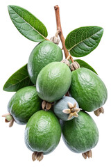 A bunch of fresh green feijoa fruits on the branch with leaves isolated on Trensprent  Background png
