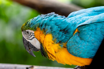 Detail of blue and yellow macaw, parrot at a bird sanctuary in Cartagena, Colombia