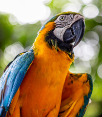 Detail of blue and yellow macaw, parrot at a bird sanctuary in Cartagena, Colombia