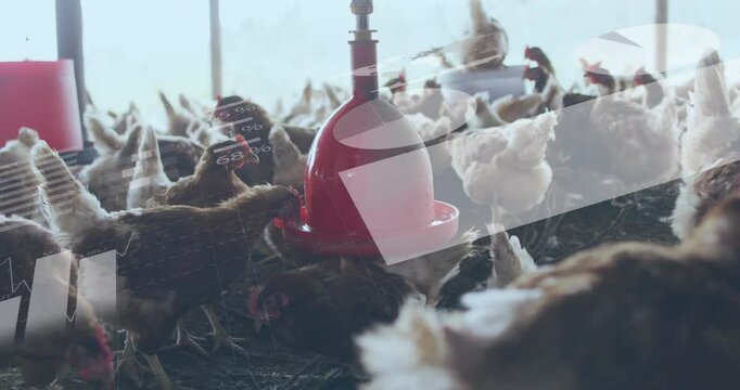 Red plastic poultry feeder hanging from ceiling attracting chickens pecking at tray in flat design