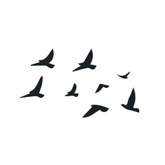 bird flight vector silhouettes
