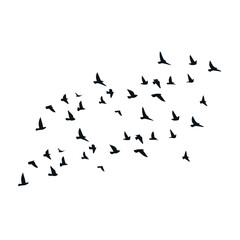 bird silhouette art pack