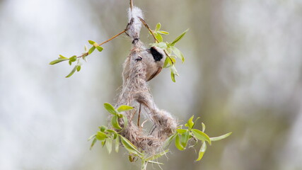 bird on a branch