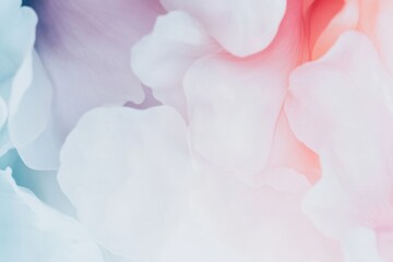 Fototapeta premium 柔らかな色合いで彩られた花びらの緩やかなグラデーションが表現されている