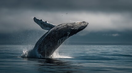 Obraz premium Humpback Whale Breaching in Misty Ocean