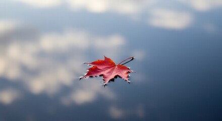 red maple leaf on the water