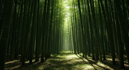 Obraz premium rays of light through the bamboo forest
