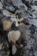 close-up of sea grape tree bark with dark galls. smooth texture and mottled nature background with patches of gray, white, and tan. (Coccoloba uvifera)