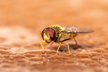 Syrphus vitripennis en train de faire sa toilette – syrphe en comportement de nettoyage