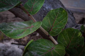 close-up of green sea grape leaves on a branch tropical nature detail background