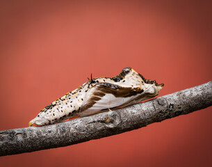 Butterfly Chrysalis of Genus Euptoieta on Branch