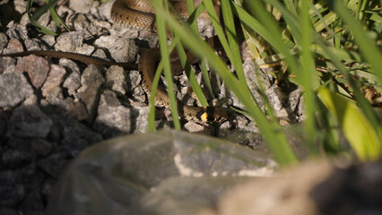 Grass Snake (Natrix Natrix) 