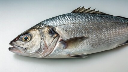Fototapeta premium Bluefish on studio background 