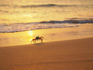 Obraz premium Red crab on a beach with a beautiful sunset view.
