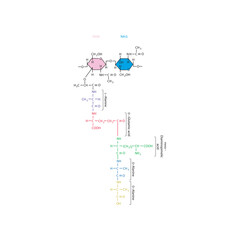 Fototapeta premium Peptidoglycan of E. coli molecular structure diagram - schematic illustration of NAM, NAG and 5 amino acids.