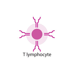 T lymphocyte  schematic illustration. Biological simple diagram showing immune sell structure.