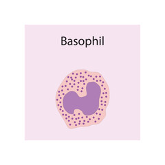 Basophil  schematic illustration. Biological simple diagram showing immune sell structure.