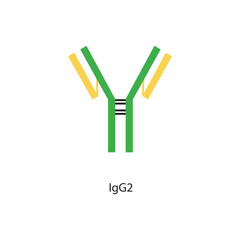 IgG2 immunoglobulin antibody structure schematic illustration. Simple immunology diagram.