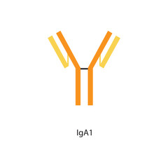 IgA1 immunoglobulin antibody structure schematic illustration. Simple immunology diagram.