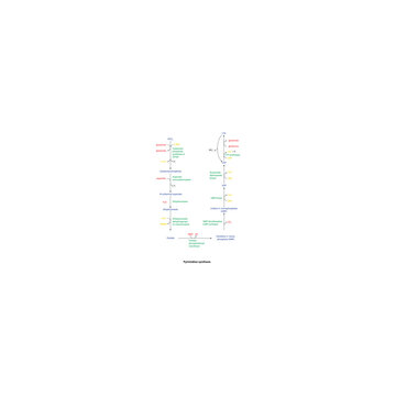 Pyrimidine synthesis diagram - simple schematic illustration of enzymatic reacion. Biosynthesis pathway via UTP, CTP, UMP.