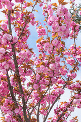 Pink cherry blossoms against a sky