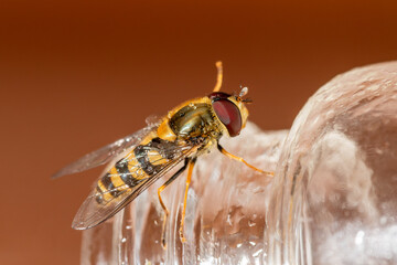 Syrphus vitripennis en train de faire sa toilette – syrphe en comportement de nettoyage