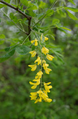 Laburnum anagyroides blossoms bright petals springtime garden ornamental toxic.