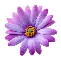Fototapeta premium Purple osteospermum flower close up on white background