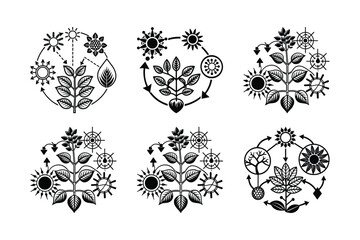 Photosynthesis Overview Light Water CO₂ to Glucose and Oxygen