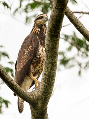 Harris's Hawk closeup portrait on tree branch in Argentina