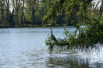 The heron has settled on a thick branch hanging over a pond. Its elongated figure is reflected in...