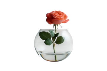 Single peach rose in clear glass bowl minimalist home decor simple elegance soft light background