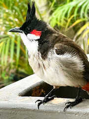 Bulbul Pycnonotus jocosus of the family is Red settling down songbird-bulbul 