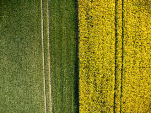 Aerial top-down view of a yellow blooming rapeseed field next to a green wheat field. Symmetrical farmland pattern. - Powered by Adobe