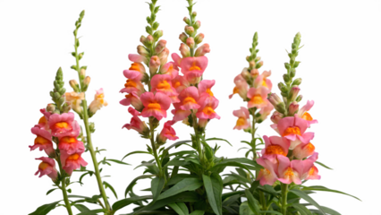 Vibrant Snapdragon Flowers A Stunning Display of Pink and Orange Blooms