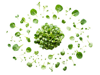 Lush Green Watercress with Healthy Organic Appeal