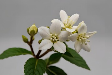 Fototapeta premium High angle full frame shot of jasmine flower, empty background. Close-up.