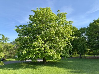 Flowering Chestnut Tree in Spring