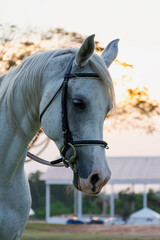 portrait of a white purebred arabian horse against the sunset