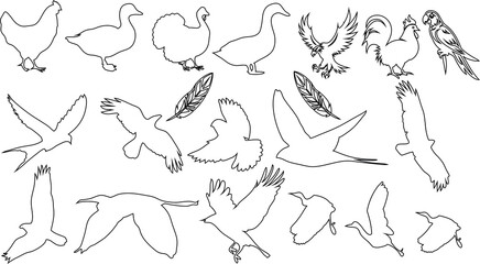 Outline bird vector set: diverse flying & perched birds on a white background. Wildlife vector illustration pack, avian collection, animal clipart bundle, digital bird art.
