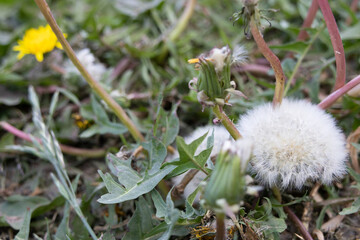 Dried dandelion fruits still attached to the plant
